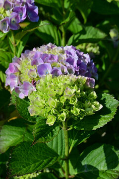 Vertical shot of hydrangea flower changing color with purple blossom background.