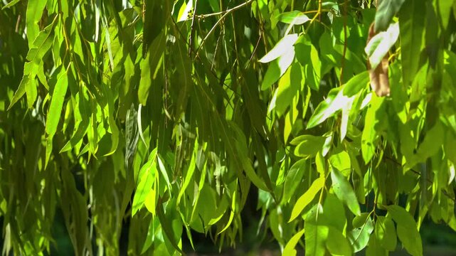 Sun-Dappled Willow Leaves: A close-up view of vibrant green willow leaves, illuminated by warm sunlight, creating a textured canopy.