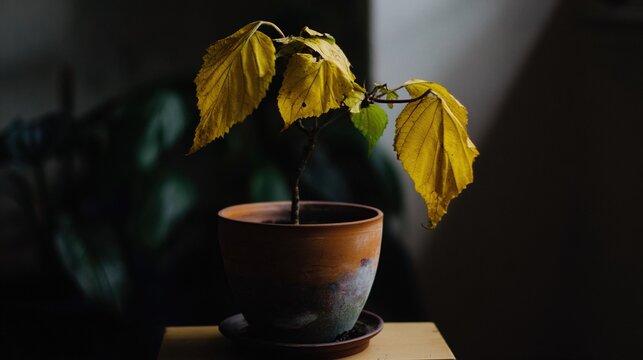 lonesome. A single neglected plant with yellowing leaves in a dim corner. gardening catalogs, home-decor guides, designed for home decor and floral branding, used by hospitality managers.
