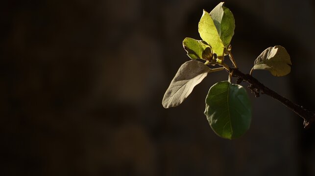 lonesome. A single neglected plant with yellowing leaves in a dim corner. gardening catalogs, home-decor guides, designed for home decor and floral branding, used by hospitality managers.