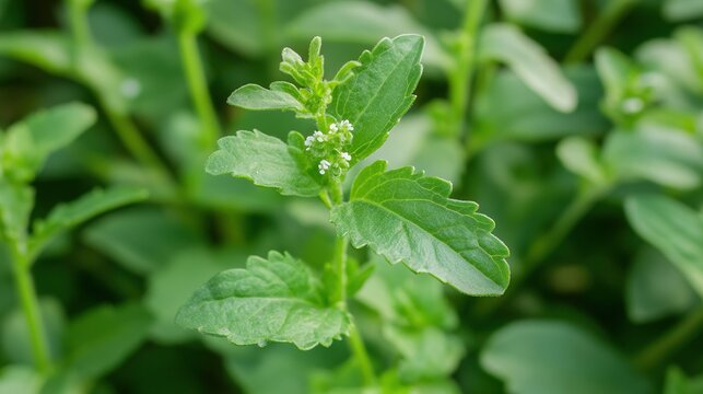 stevia. Stevia plant with vibrant green serrated leaves and tiny white flowers. gardening catalogs, home-decor guides, designed for gardening and botanical catalogs, enhances decor appeal.