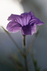 Gros plan sur une fleur de pétunia mexicain © PPJ