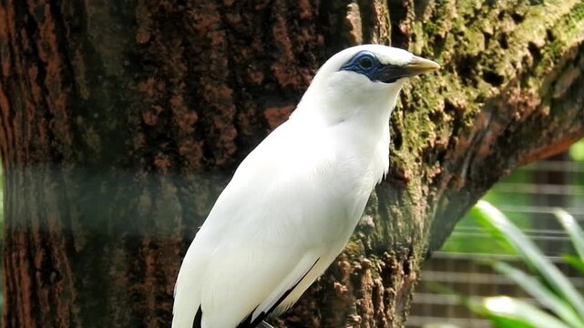 Close Up Footage of Bali Myna (Jalak Bali) Inside a Cage