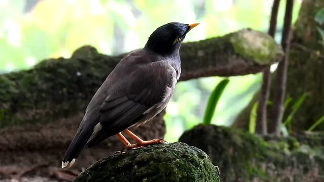 Footage Javan Myna Bird in Natural Habitat