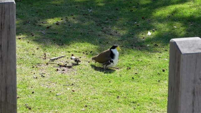 Masked lapwing plover with two downy chicks foraging on grass in dappled sunlight, New South Wales, Australia