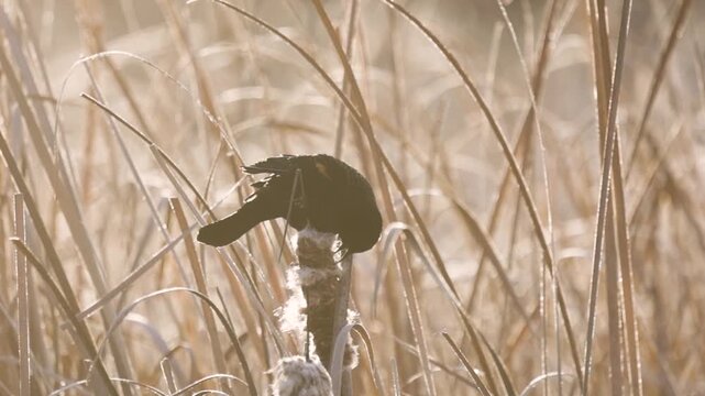 Slow motion 4k video of a Red-Wing Blackbird picking through the fluff on a cattail stalk on a winter morning at a nature reserve in Boise Idaho USA.