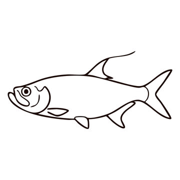 Tarpon Line Art - Coastal Saltwater Game Fish Vector Illustration for Fly Fishing Tournament Badges, Angling Charters, and Restaurant Branding