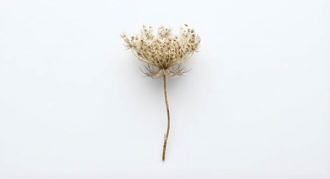 single dried wildflower, delicate dried petals and thin natural stem, muted beige and warm brown tones, subtle imperfections, isolated object, centered composition, clean white background, soft diffus