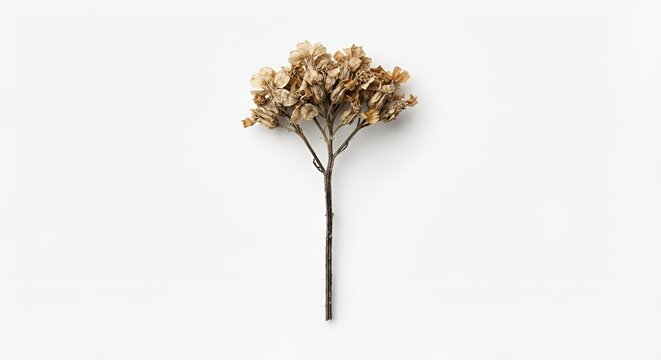 single dried wildflower, delicate dried petals and thin natural stem, muted beige and warm brown tones, subtle imperfections, isolated object, centered composition, clean white background, soft diffus