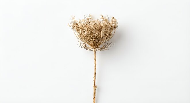 single dried wildflower, delicate dried petals and thin natural stem, muted beige and warm brown tones, subtle imperfections, isolated object, centered composition, clean white background, soft diffus