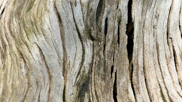 A close-up of heavily weathered wood with deep crevices, cracks, and pronounced grain. A naturally aged surface for backgrounds, designs, and natural concepts.