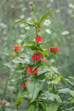 Maltese cross (Lychnis calcedonica). Upright stem with scarlet flower clusters.