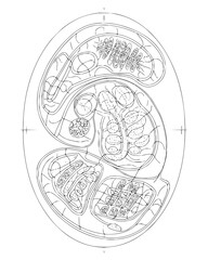 Obraz premium Detailed biological cell structure cross section illustration in black and white line art