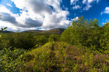 Fototapeta premium Summer landscape with flowering heath in Khibiny Mountains, Murmansk Region, Russia