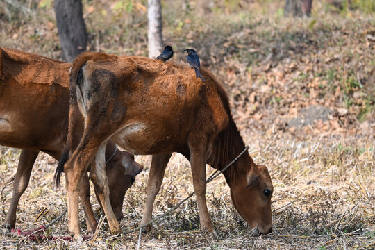 Two Brown Calves Tethered in a Dry Field with Black Birds Perched on Their Backs