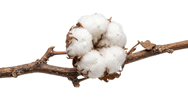 Fluffy white cotton boll growing on a dry brown branch with leaves