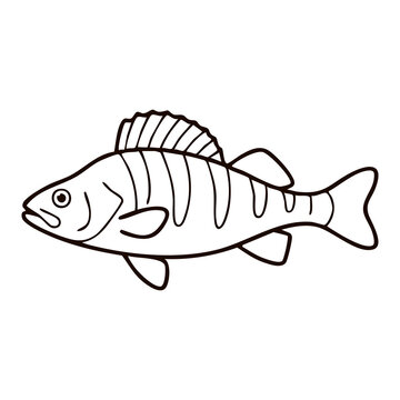 Striped Perch Line Art - Freshwater River Fish Vector Illustration for Lake Angling Equipment, Fishing Tournament Badges, and Seafood Menus