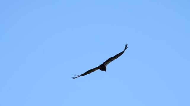 California Condor Banking in Flight Against Blue Sky in Slow Motion