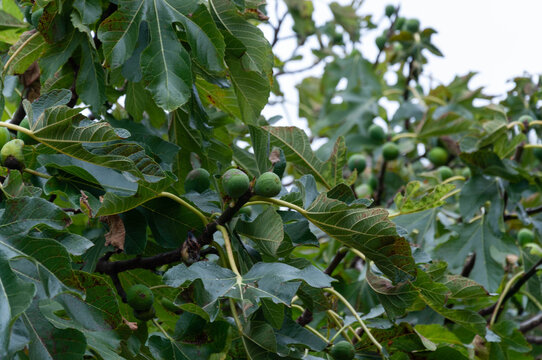 Common fig tree, Ficus carica, bearing clusters of developing green fruit