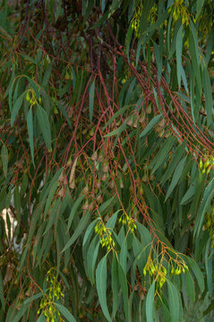 Eucalyptus branches covered with clusters of woody gumnuts and long green leaves