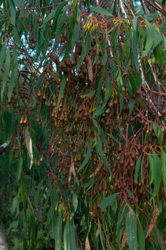 Brown eucalyptus seed capsules hanging densely from slender red stems