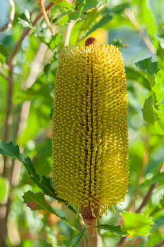 Yellow banksia flower spike surrounded by serrated green leaves in sunlight