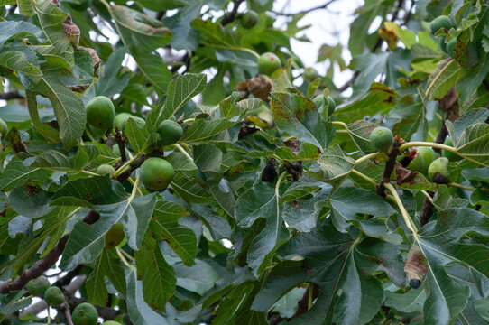 Unripe green figs growing among large lobed leaves on a common fig tree