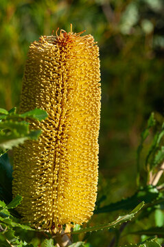 Native banksia flower with dense golden florets growing in a leafy garden