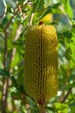 Australian banksia bloom displaying hundreds of tiny yellow flowers on a cylindrical spike
