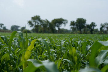 Naklejka premium Close-up view of vibrant green young maize crop leaves growing densely in an agricultural field.