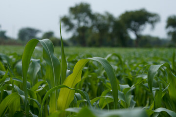 Naklejka premium Close-up view of vibrant green young maize crop leaves growing densely in an agricultural field.