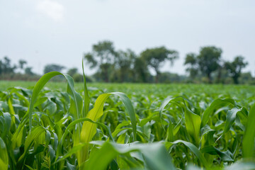 Naklejka premium Close-up view of vibrant green young maize crop leaves growing densely in an agricultural field.