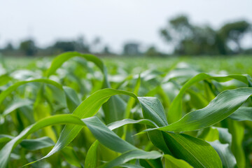 Naklejka premium Close-up view of vibrant green young maize crop leaves growing densely in an agricultural field.