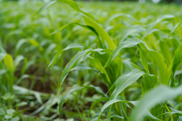 Naklejka premium Close-up view of vibrant green young maize crop leaves growing densely in an agricultural field.