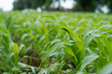 Naklejka premium Close-up view of vibrant green young maize crop leaves growing densely in an agricultural field.