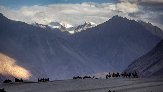Camel caravan silhouette against mountain range in Hunder sand dunes Ladakh India