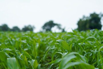 Naklejka premium Close-up view of vibrant green young maize crop leaves growing densely in an agricultural field.