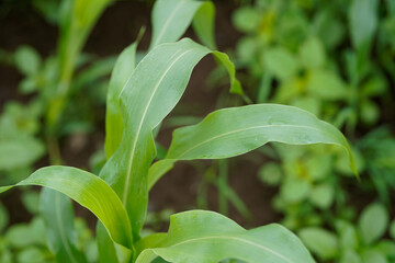 Naklejka premium Close-up view of vibrant green young maize crop leaves growing densely in an agricultural field.