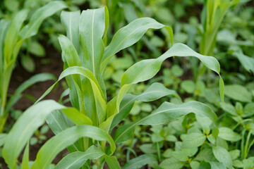 Naklejka premium Close-up view of vibrant green young maize crop leaves growing densely in an agricultural field.