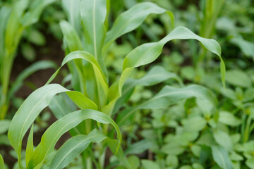Naklejka premium Close-up view of vibrant green young maize crop leaves growing densely in an agricultural field.