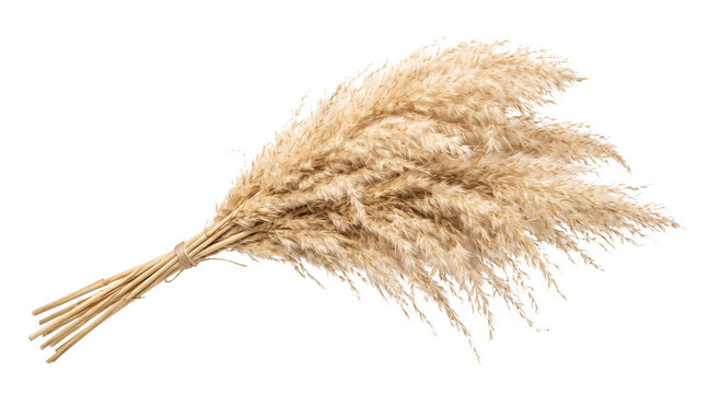 Dried pampas grass plumes tied with twine for rustic home decor
