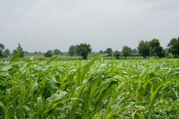 Naklejka premium A vast agricultural field filled with healthy lush green young corn plants growing in dense rows .