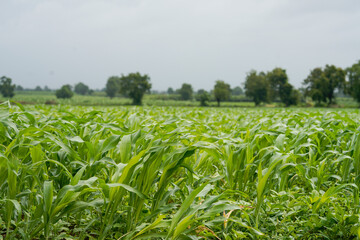 Naklejka premium A vast agricultural field filled with healthy lush green young corn plants growing in dense rows .