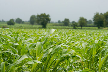 Naklejka premium A vast agricultural field filled with healthy lush green young corn plants growing in dense rows .