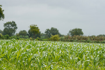 Naklejka premium A vast agricultural field filled with healthy lush green young corn plants growing in dense rows .