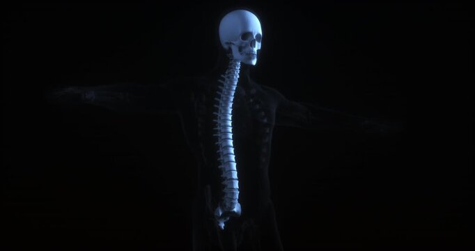3D animation of human skeleton skull and spine on black background