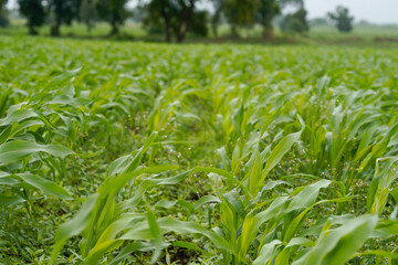 Naklejka premium A vast agricultural field filled with healthy lush green young corn plants growing in dense rows .