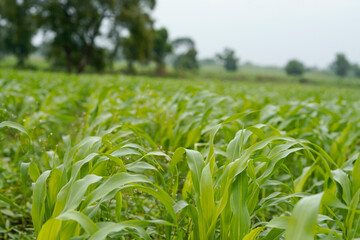 Naklejka premium A vast agricultural field filled with healthy lush green young corn plants growing in dense rows .