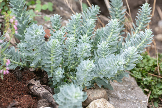 Murtle spurge (Euphorbia myrsinites) grows in a wildlife garden with stones, woody and humus-rich material on the ground-