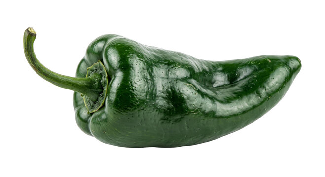 Single dark green poblano pepper with curved stem on a white background